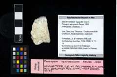 NHMW-GEO-2007z0149-0003_Ol_01.tifProsopon verrucosum (Reuss, 1858)  (NHMW-GEO-2007z0149-0003)